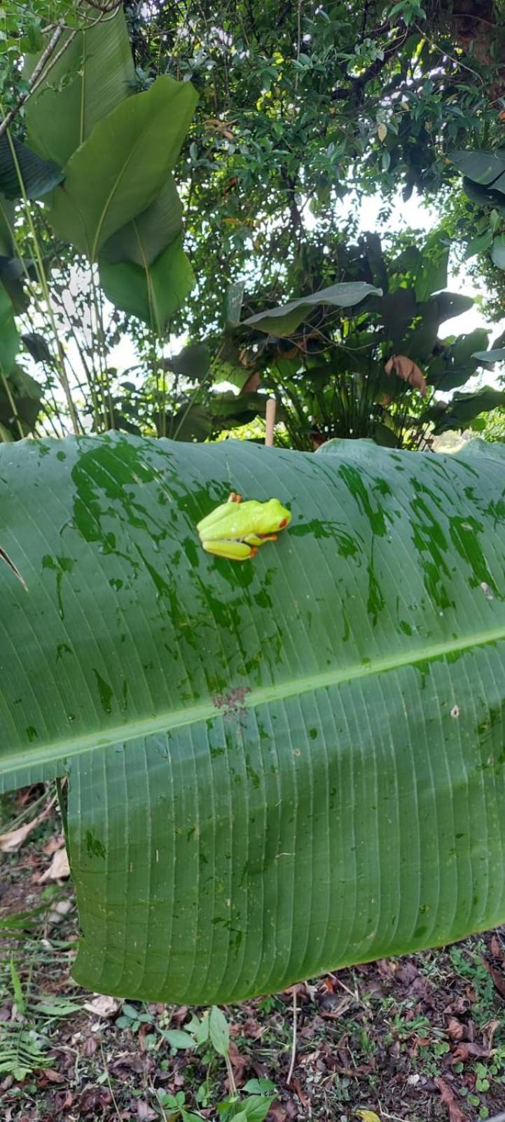 Natura Bungalows La Fortuna 外观 照片